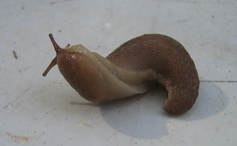 Limax montanus da Sopramonte (TN)